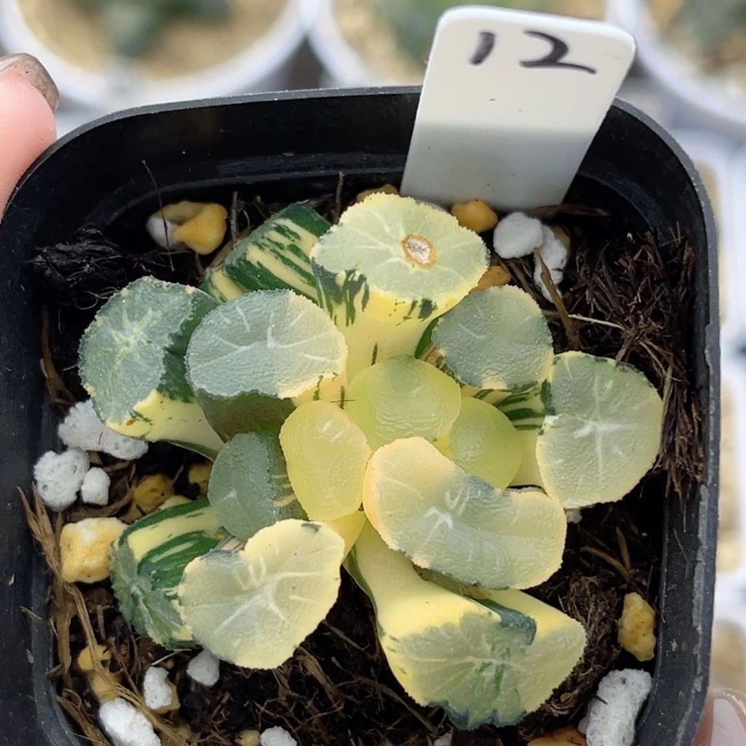 12缀化玉龙万象锦福利专场