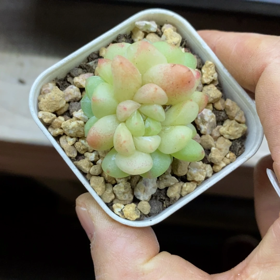 精品多肉一物拍不包整133