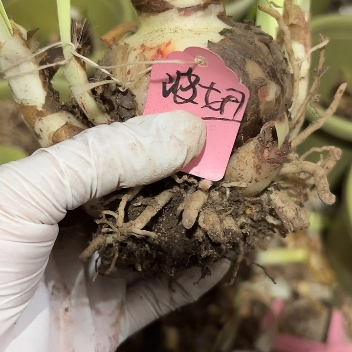 无花朵朱顶红波妞7+5侧
