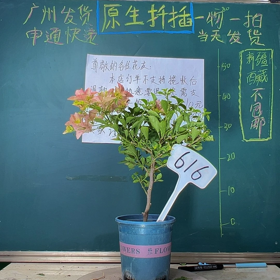 当前无花栽培后可以开花卡亚塔616