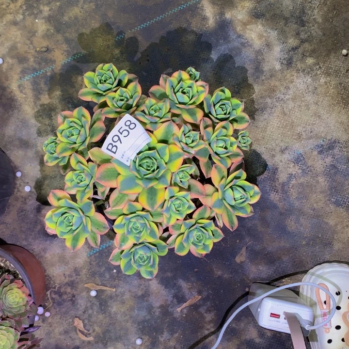 善**已星爆95800000000