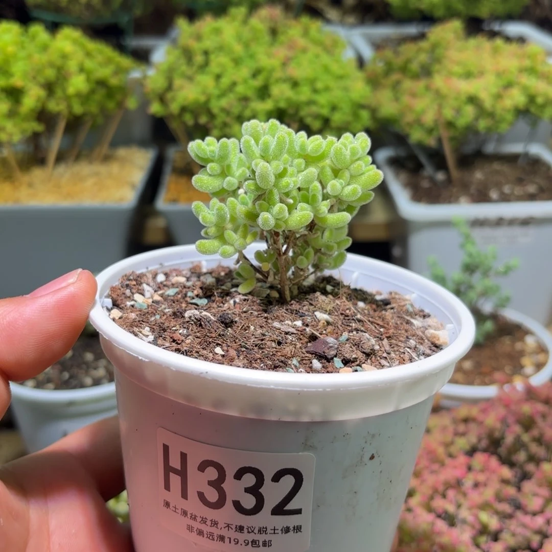 1块钱抢购冰晶需要凑单H332