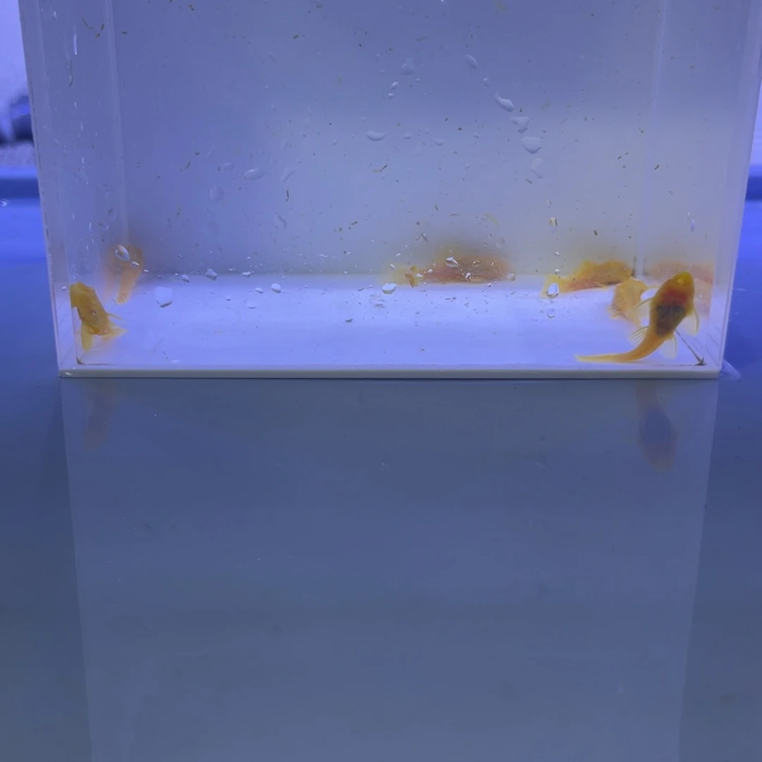 孔雀鱼胡子6条开箱视频报损