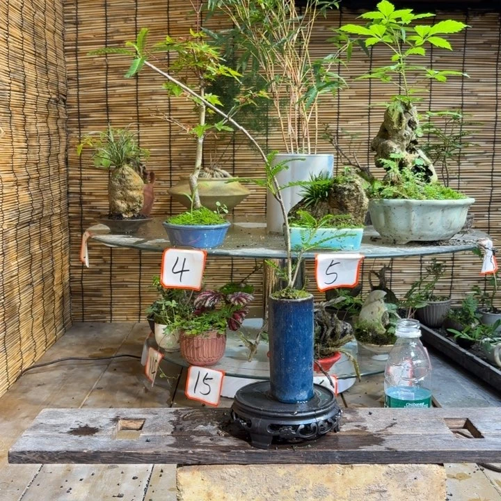 无花朵夏***盗退款拉黑 一物一拍 146