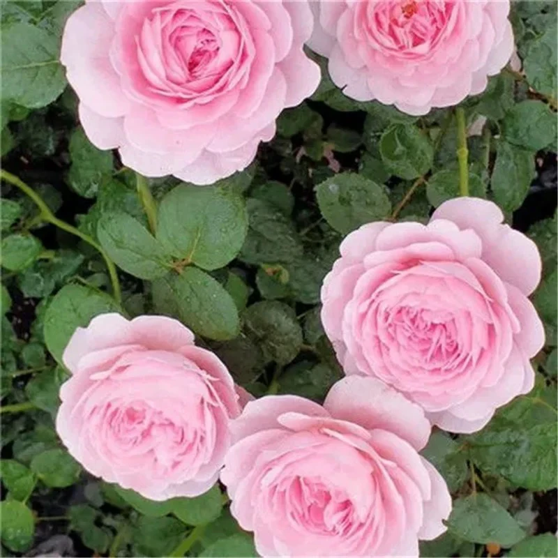 我的心藤本月季花苗蔷薇庭院爬藤植物花卉玫瑰花苗四季开花浓香型