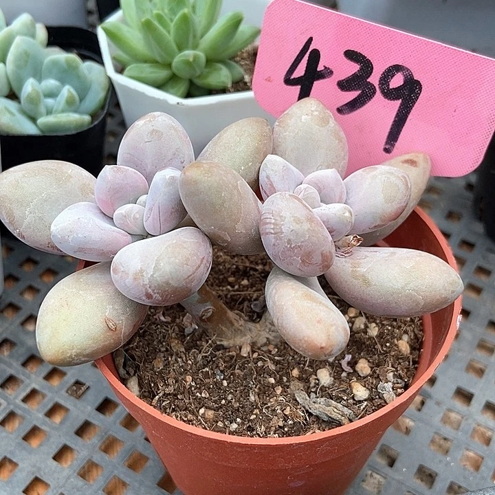 多肉植物原始虞439