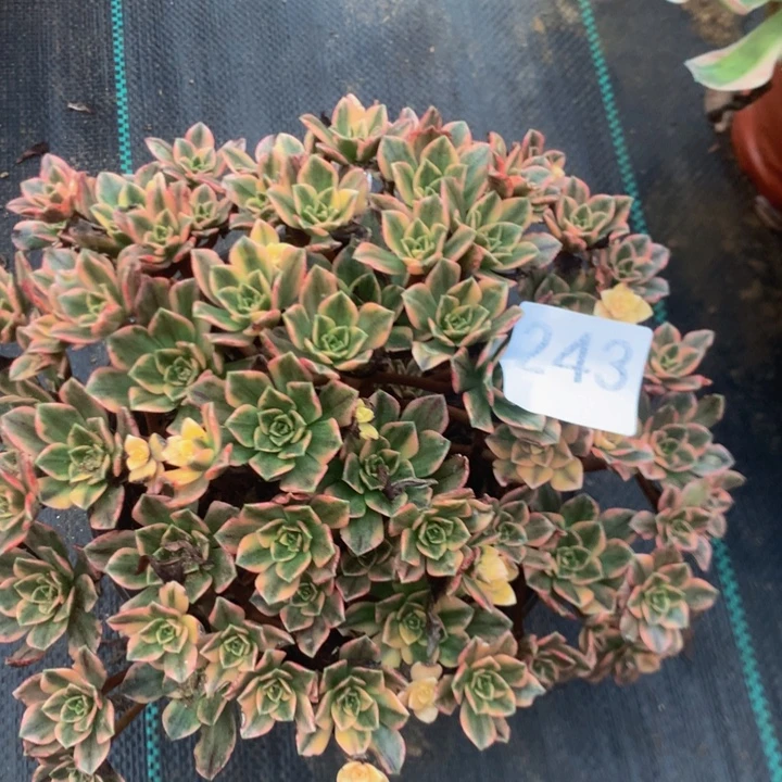 平***淡243甜茶多多肉植物