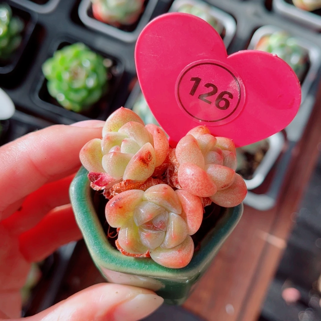 126号小老桩冰玉群