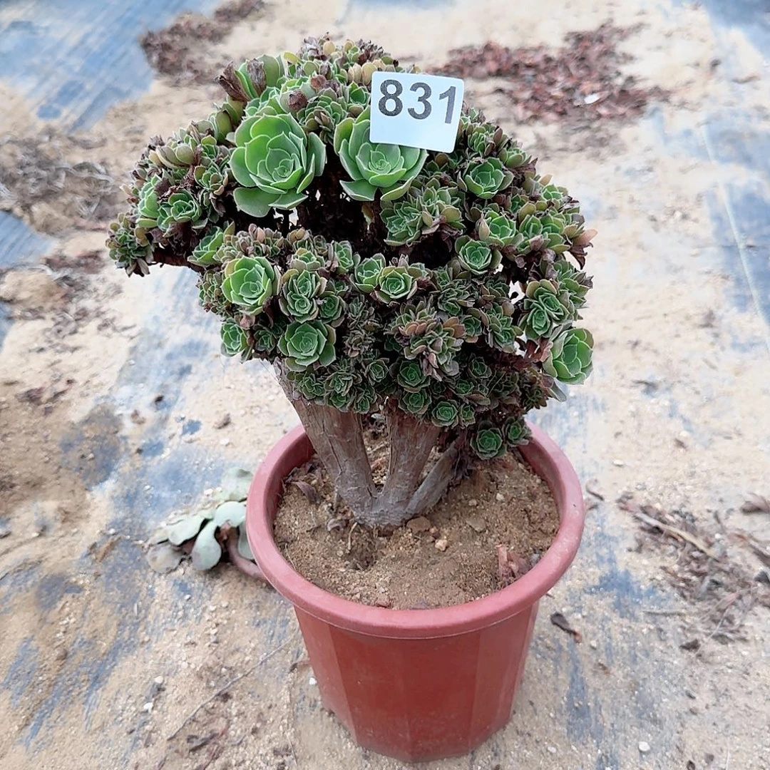 831玫瑰朵朵一颗满28包邮