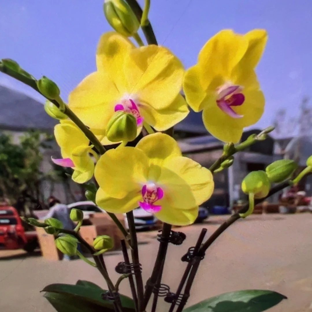 当前无花栽培后可以开花微瑕疵双梗甜格格，凑单发货