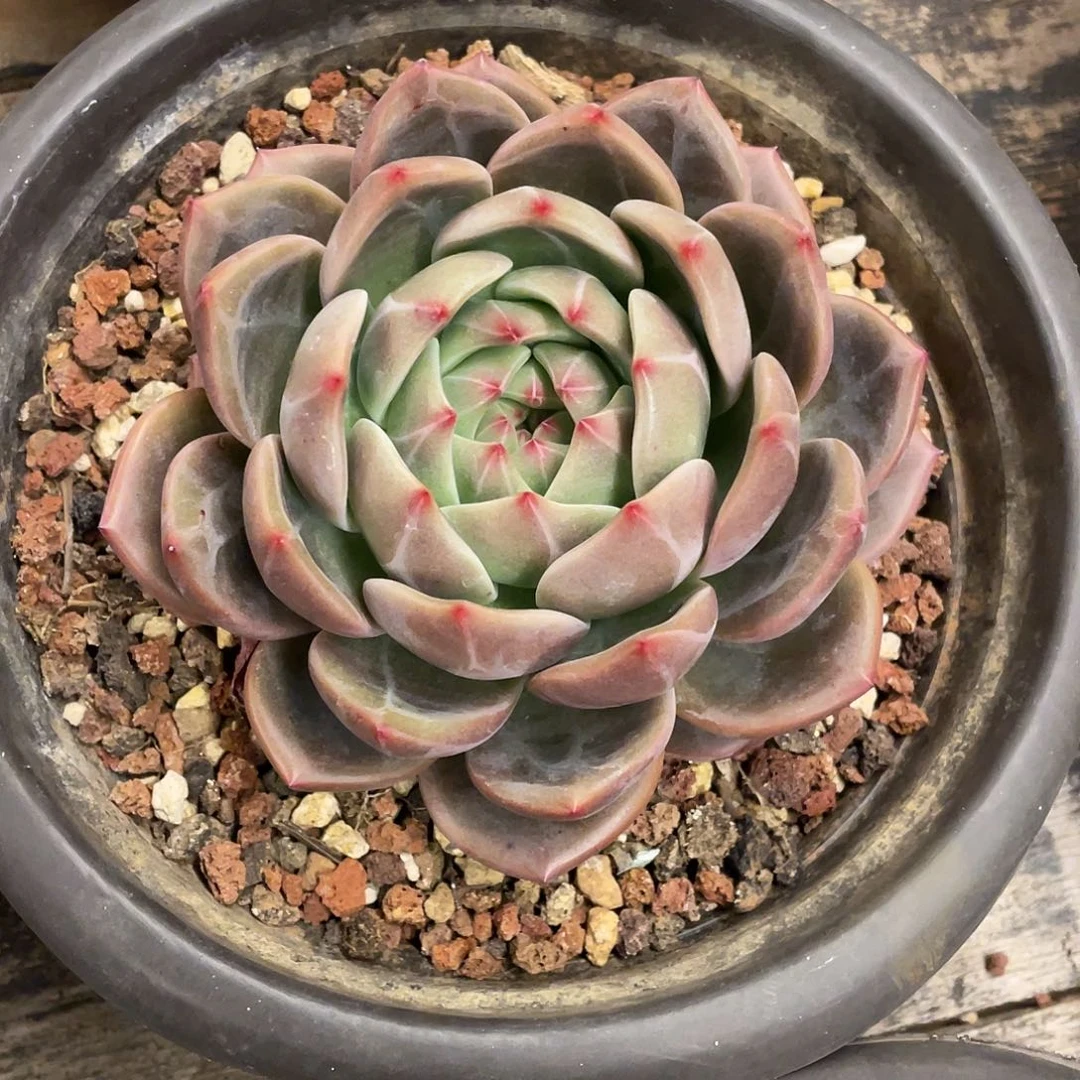 多肉植物一物一拍