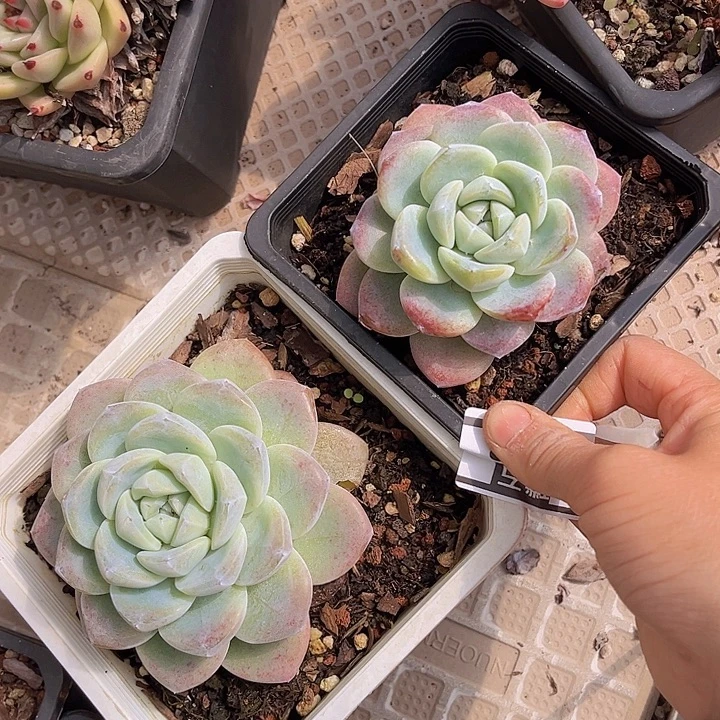 冰玉两颗1438多肉植物