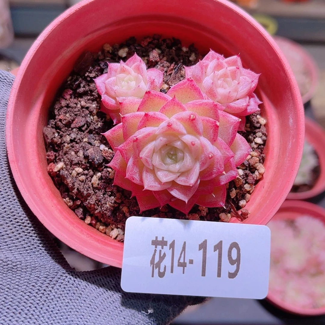 花14-119女王三头