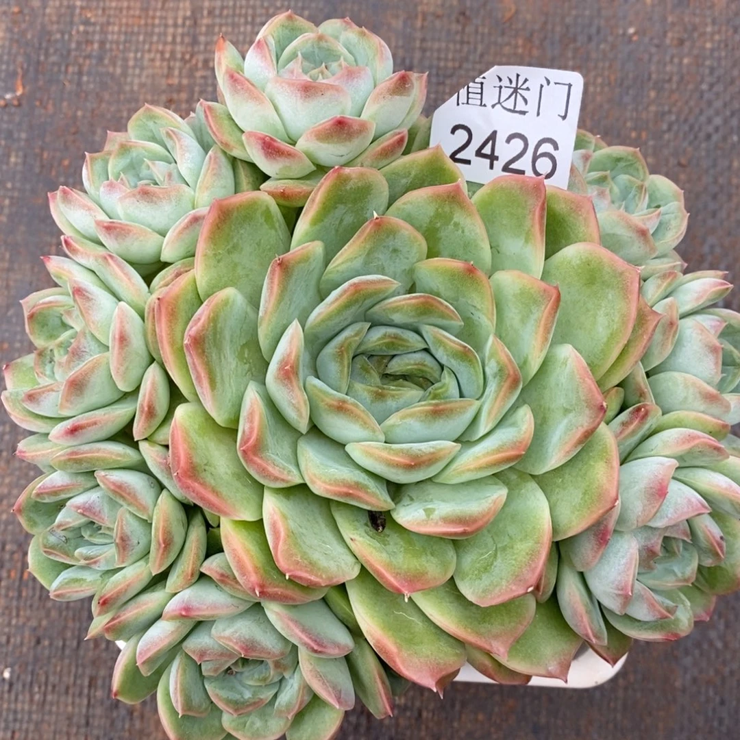 清***妈杂交精品多肉2426~15厘米