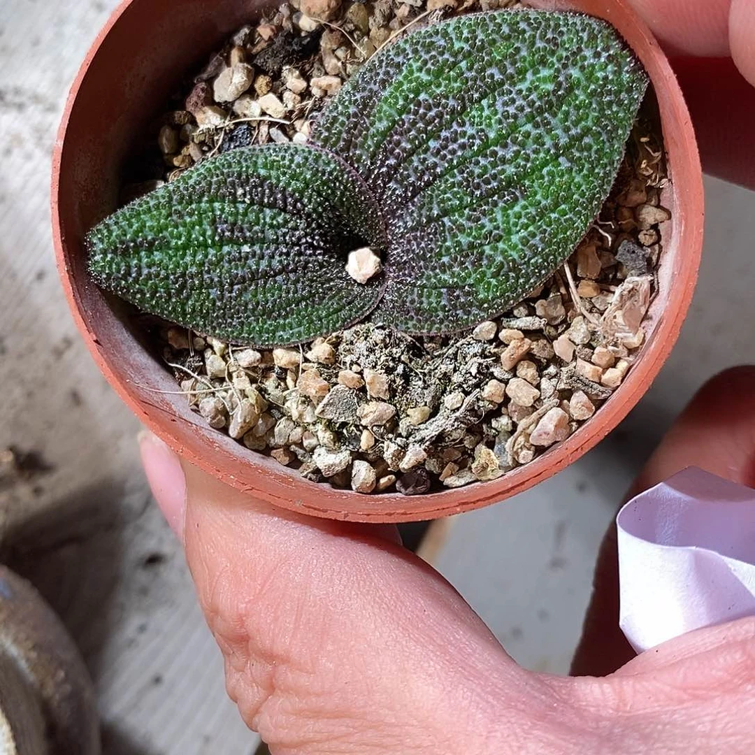 一颗紫镜。 买二送一。