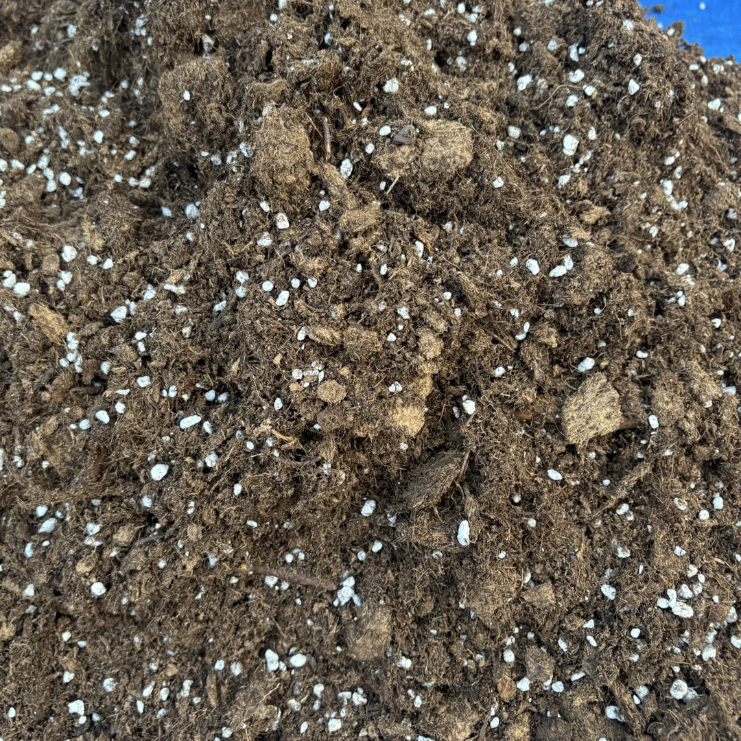 复配加肥长寿花移栽专用泥炭土10-30（约5斤）