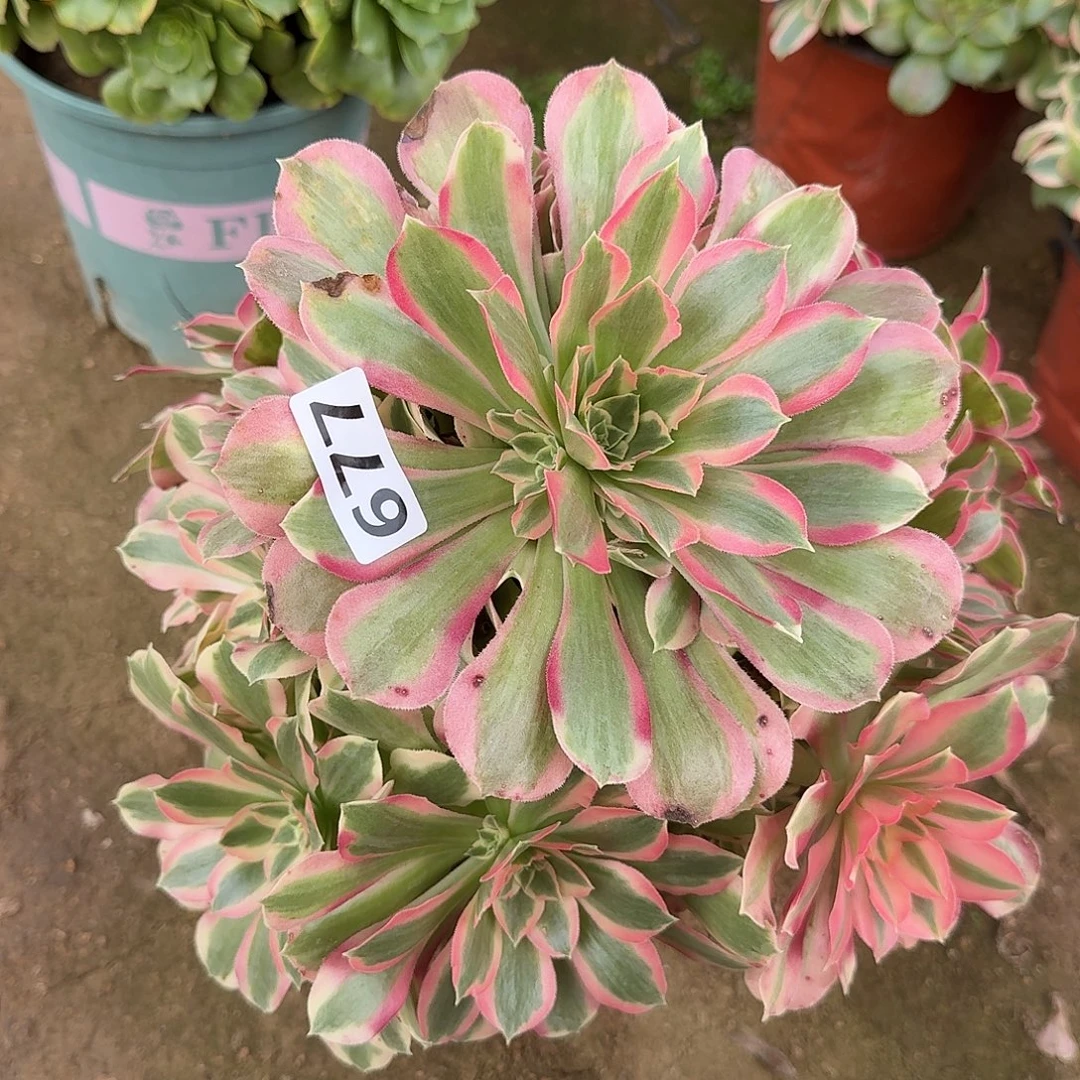 有点歪头叶罗刹677号