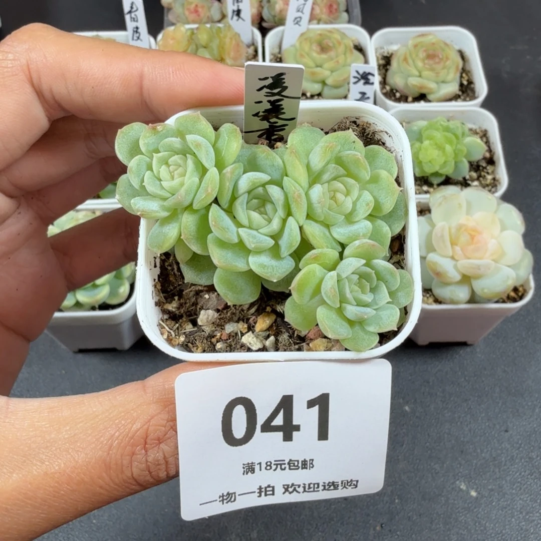 凌凌香四头一物一拍041