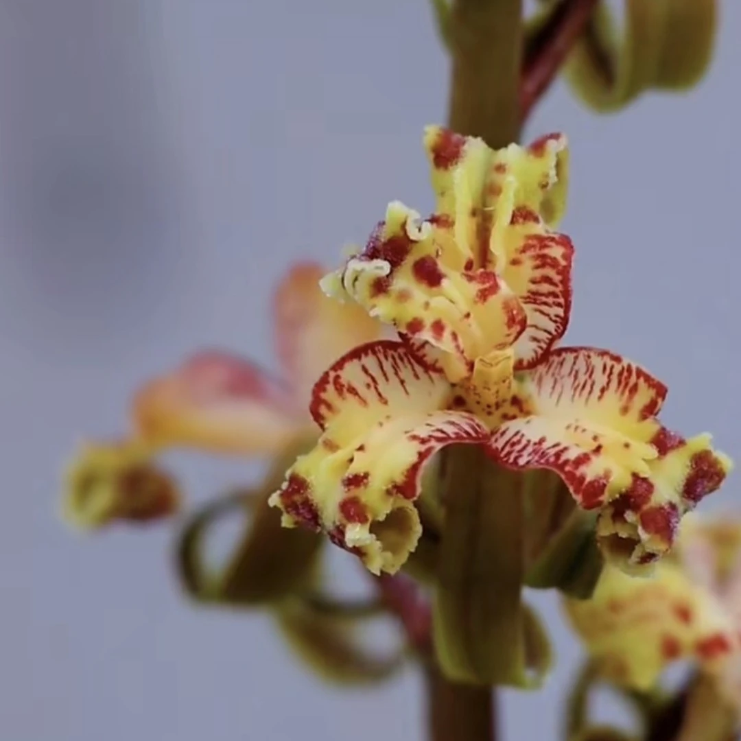 蕙兰紫砂星兰苗盆栽室内绿植易养活浓香