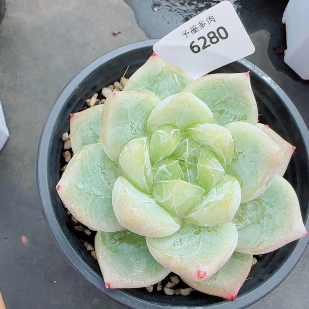 白泽珍妮，6280多肉植物