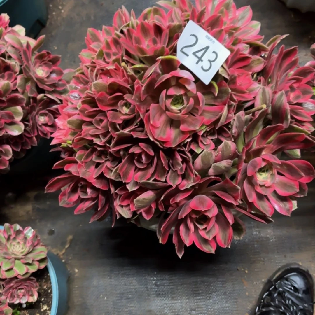 哈哈多肉葡萄福利243