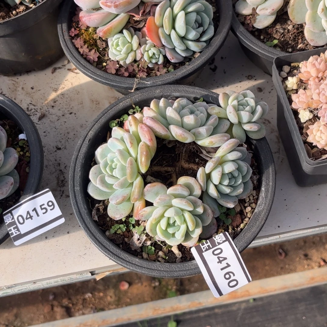 冰玉多肉植物04160