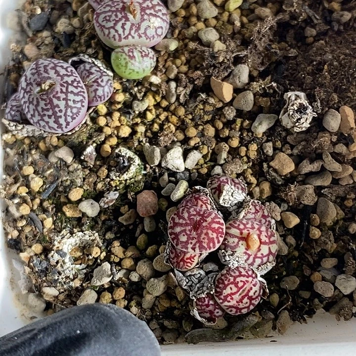 桃喜花园0223-95超墨福利