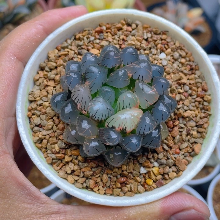 ob1冰灯玉露锦十二卷