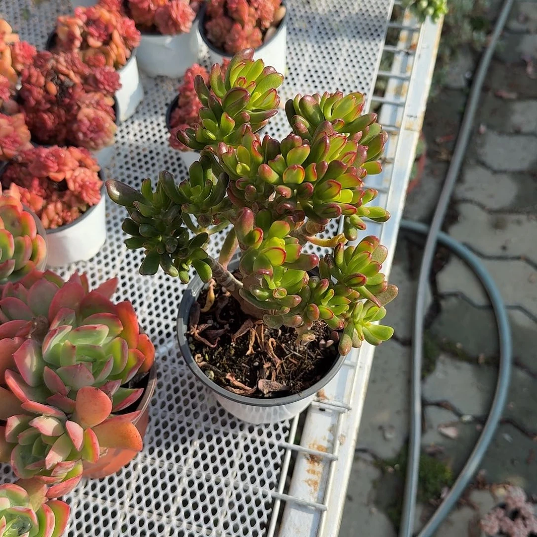 招财猫多肉植物精品