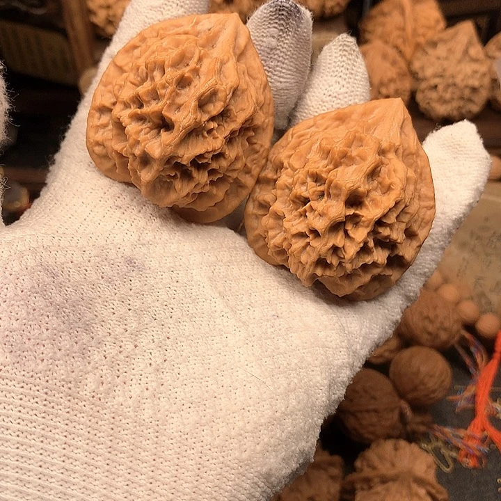 45尺秦岭野生帝王官帽福利