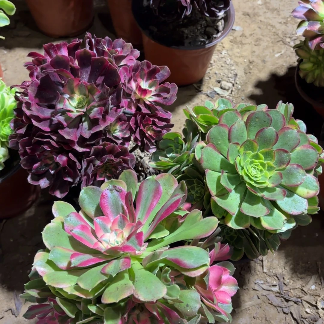 美杜莎香妃奶白19.8