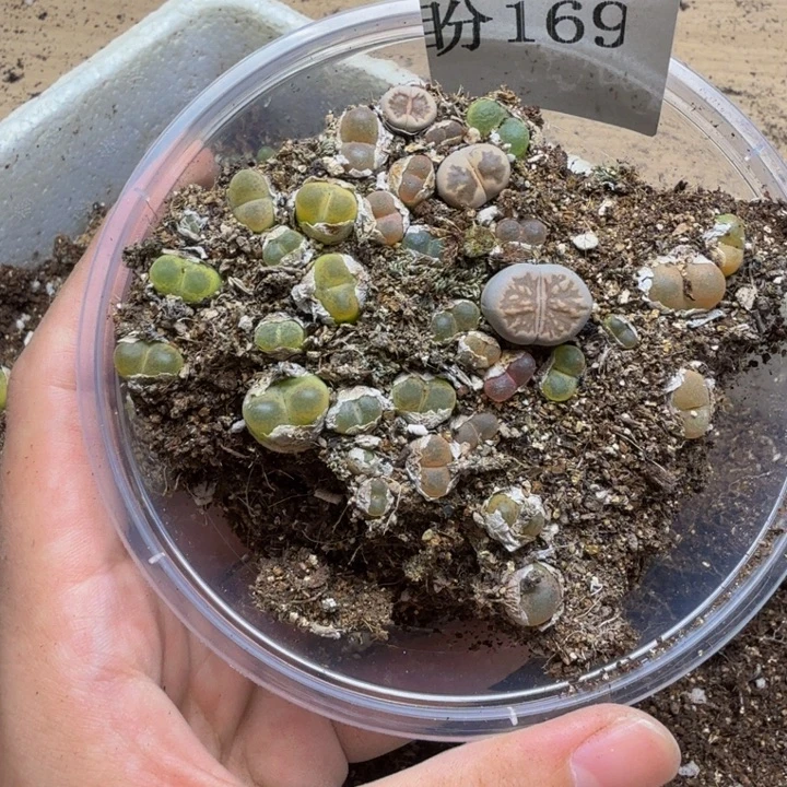 多肉植物的生长发育169