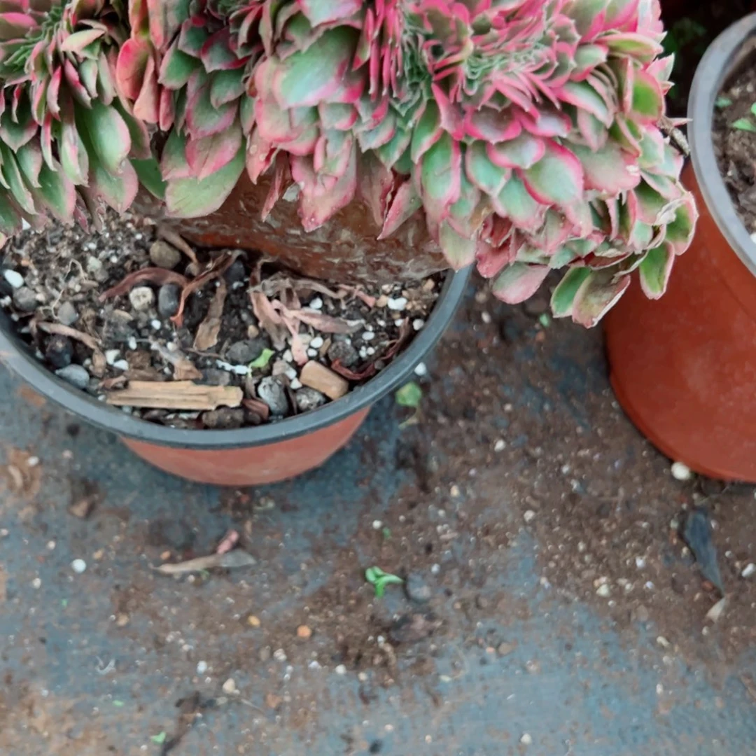 我1483 号多肉法师新年特价倾城