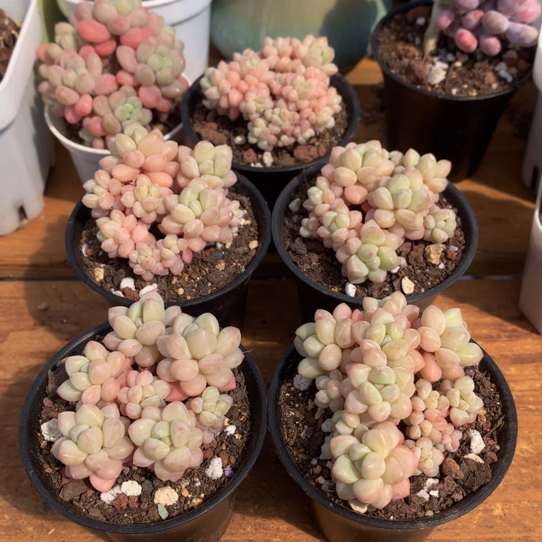 小精控泡泡糖多肉一物一拍