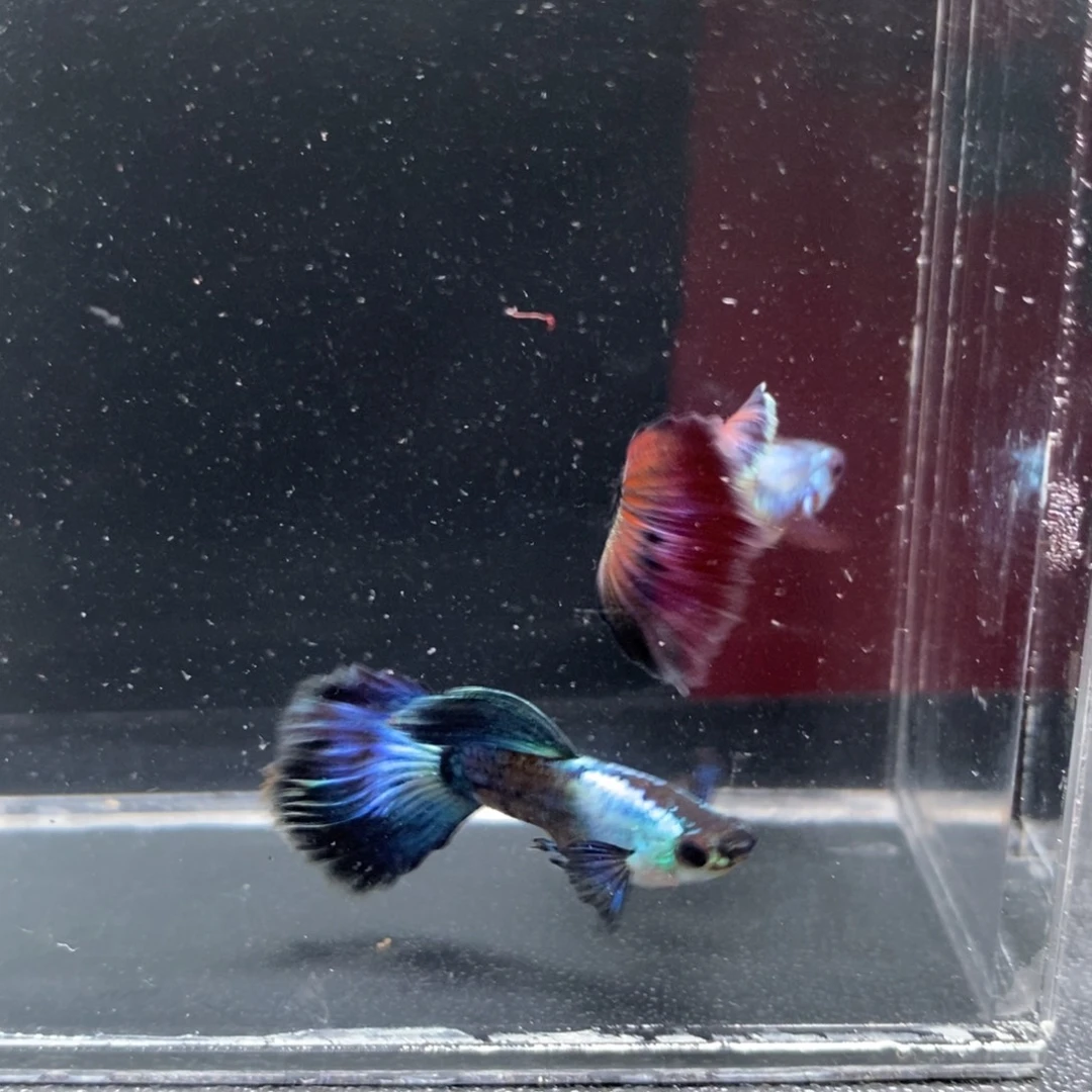 孔雀鱼圣罗兰两对