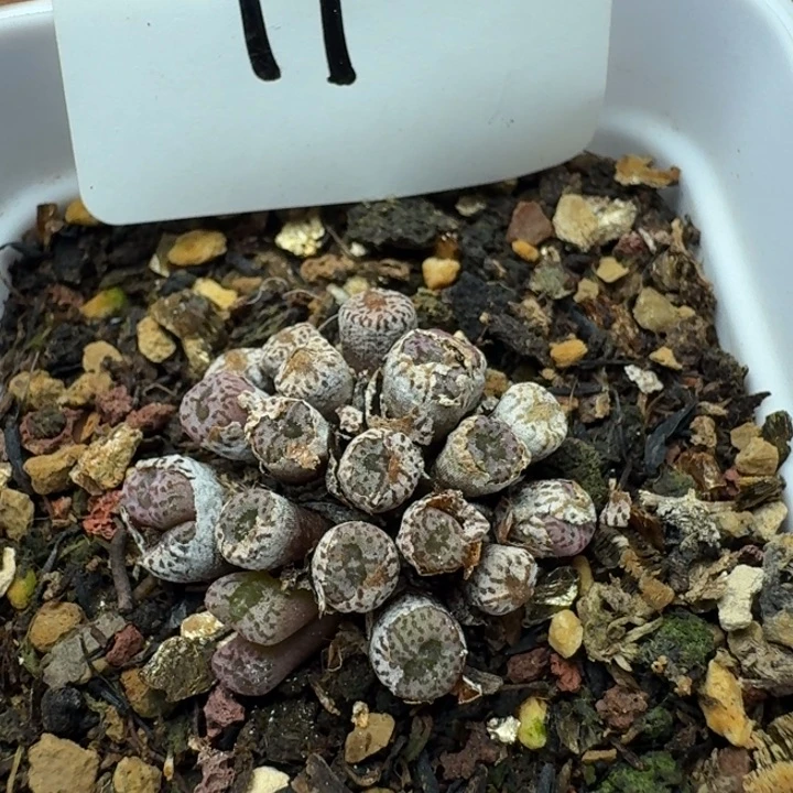 红珊瑚带盆土。