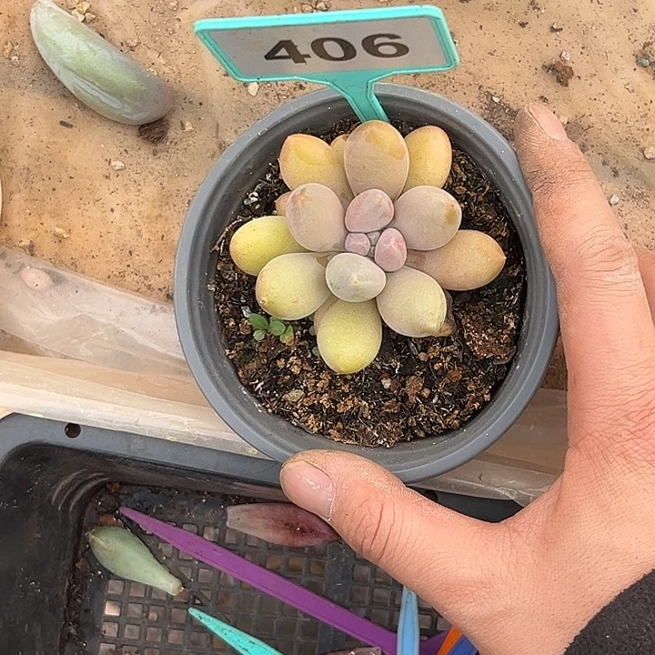 多肉植物哥特黄体406