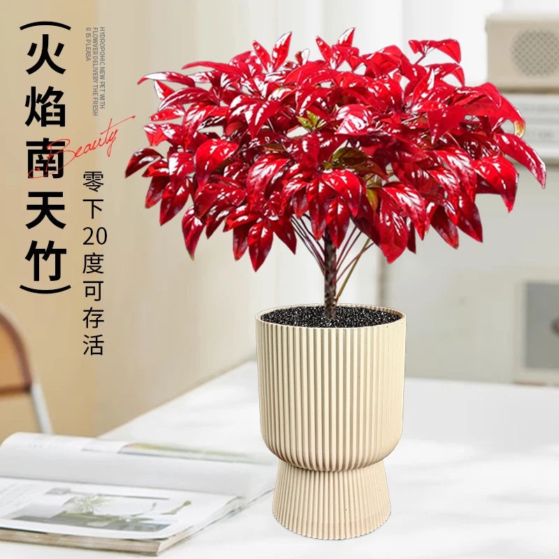 [越冷越红]火焰南天竹盆栽冬季耐寒绿植老桩盆景办公室植物好养