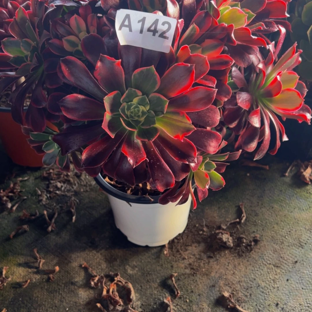 感***遇法师多肉金丝雀142