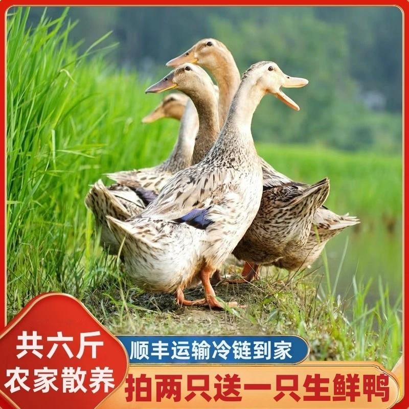 【拍两只送一只】农家散养土鸭麻鸭水鸭速冻冷链包邮鸭肉类共发三只