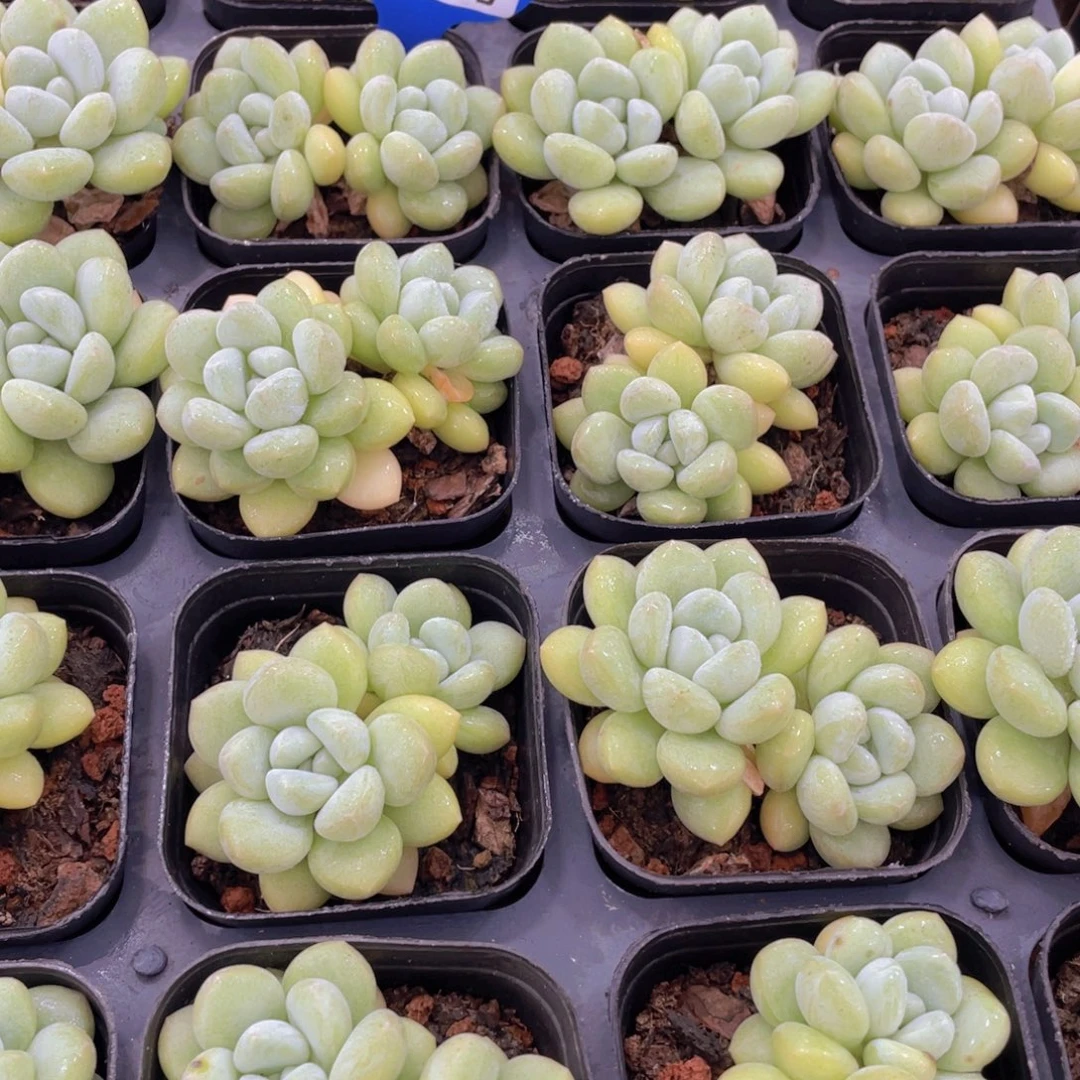量拍78号 泡泡糖双头一个