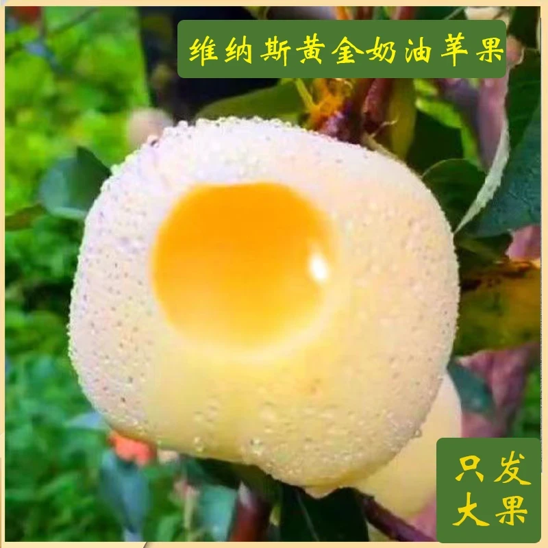 【烟台奶油苹果】新鲜奶油苹果现采现摘清脆爽口多汁3/5斤
