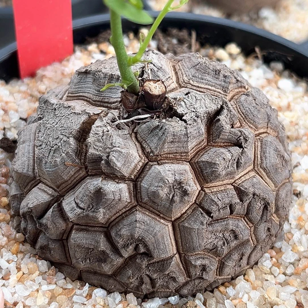 E26精品南非龟甲龙盆栽龟