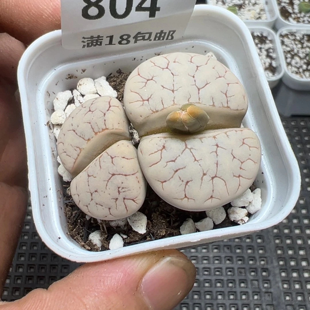 【闪购商品】 804。