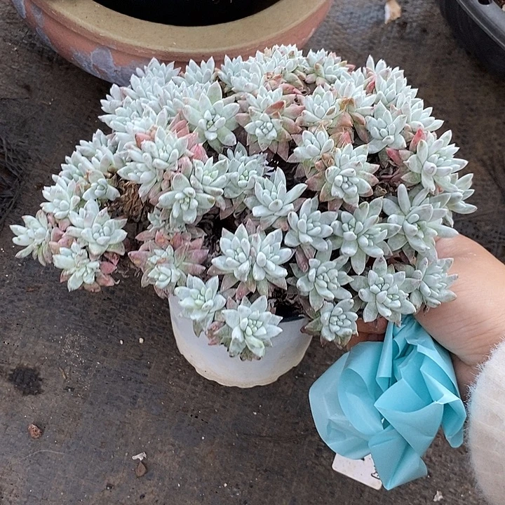 阳***丽小七夕多肉白菊84