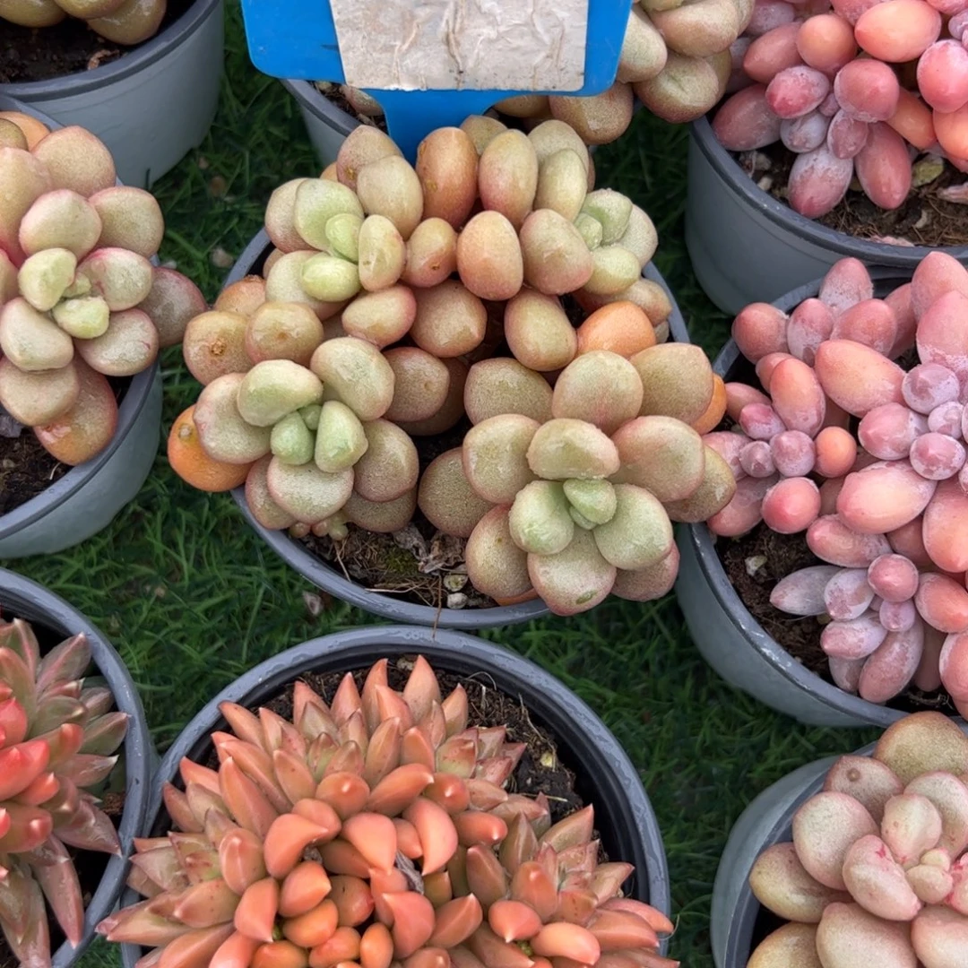 先锋派多肉植物保护