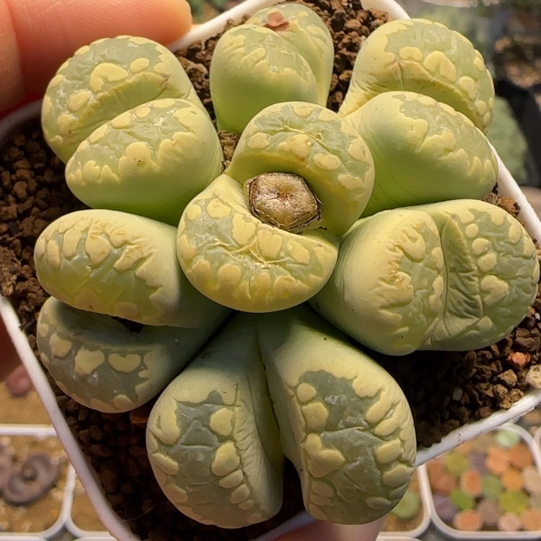 大津汇多肉植物百科