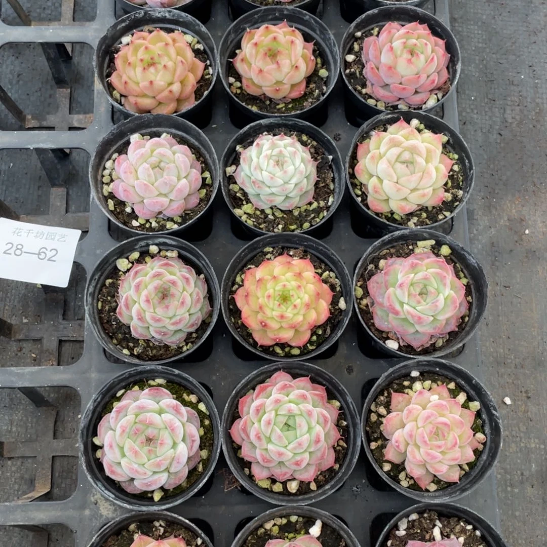 一物一拍18棵28-62