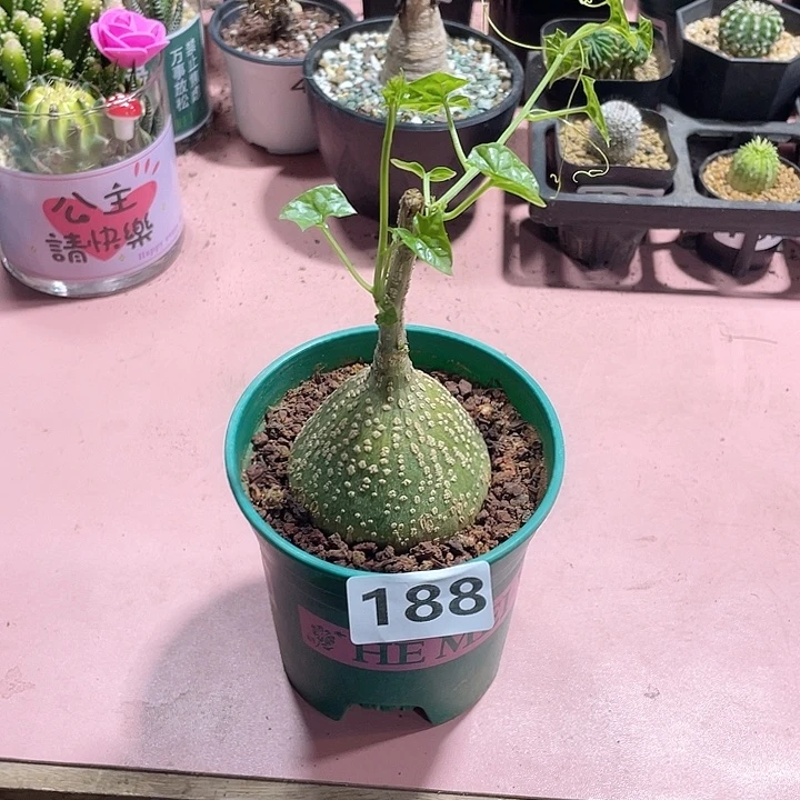 188银叶睡布袋块根