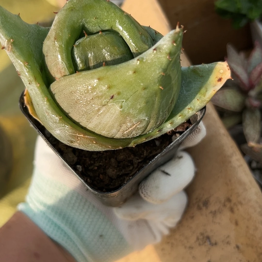 多肉植物元宝芦荟